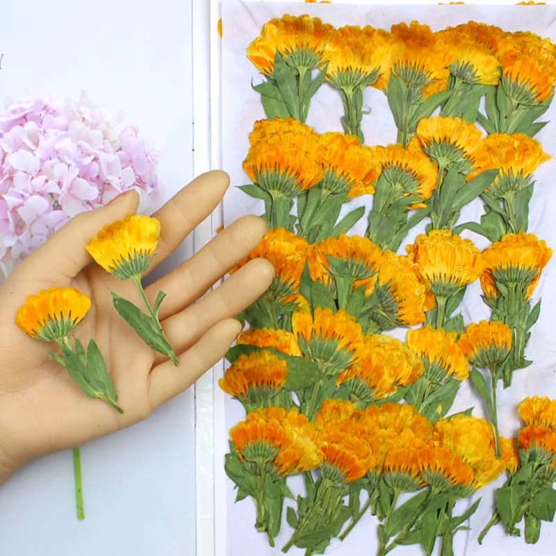 60pcs 4-6cm Side Pressed Dried - đánh giá và giá Dried Flower Bookmark
