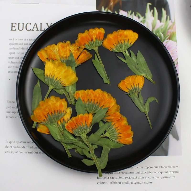 60pcs 4-6cm Side Pressed Dried - đánh giá và giá Dried Flower Bookmark