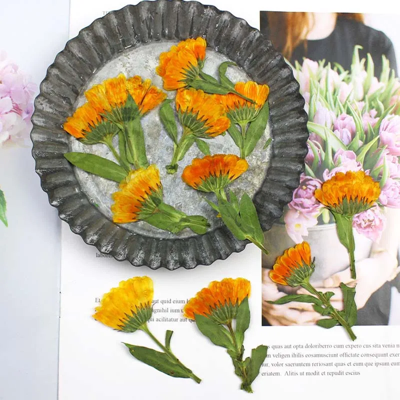 60pcs 4-6cm Side Pressed Dried - đánh giá và giá Dried Flower Bookmark
