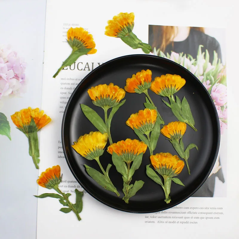 60pcs 4-6cm Side Pressed Dried - đánh giá và giá Dried Flower Bookmark