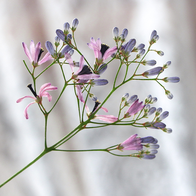 120pcs Pressed Dried Melia Aze - đánh giá và giá Dried Flower Bookmark