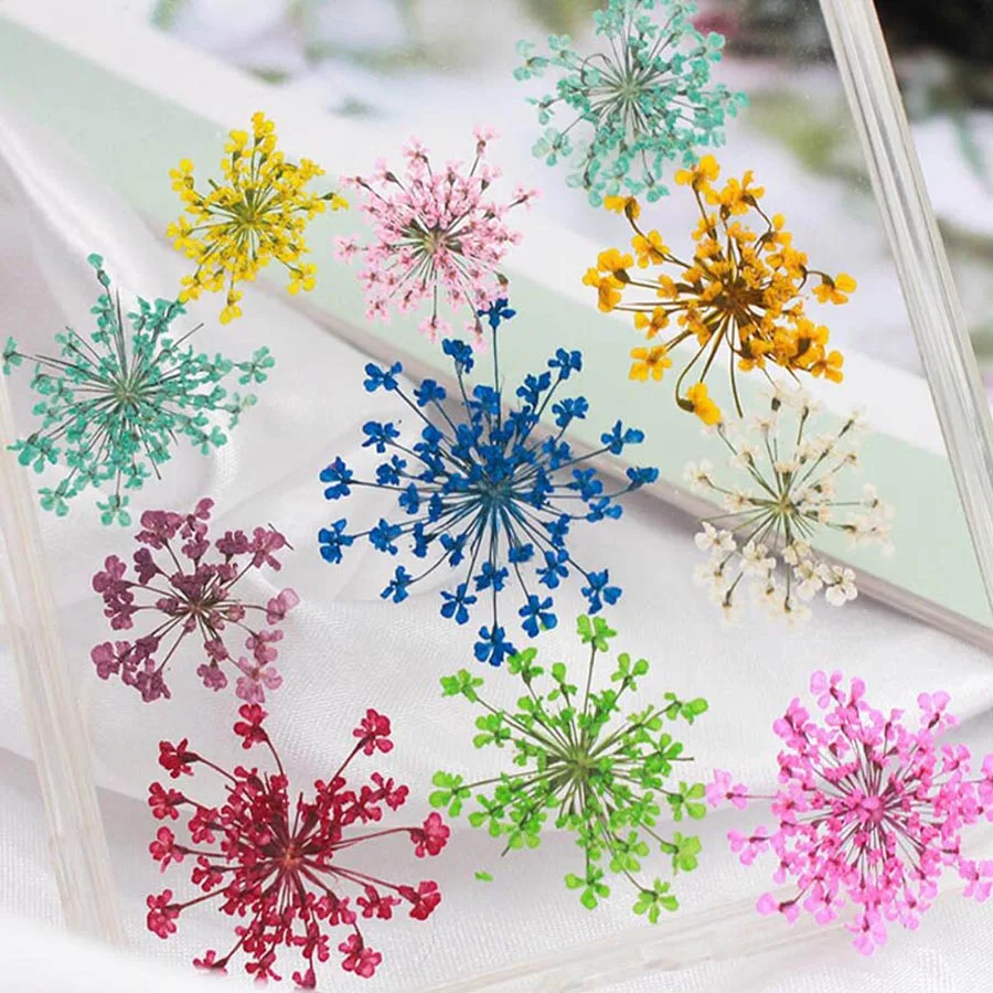 60pcs Pressed Dried 20-25mm Am - đánh giá và giá Dried Flower Bookmark