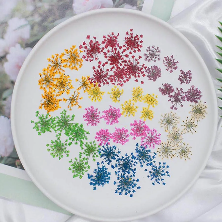 60pcs Pressed Dried 20-25mm Am - đánh giá và giá Dried Flower Bookmark