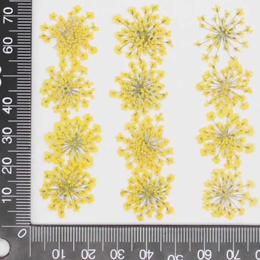 60pcs Pressed Dried 20-25mm Am - đánh giá và giá Dried Flower Bookmark
