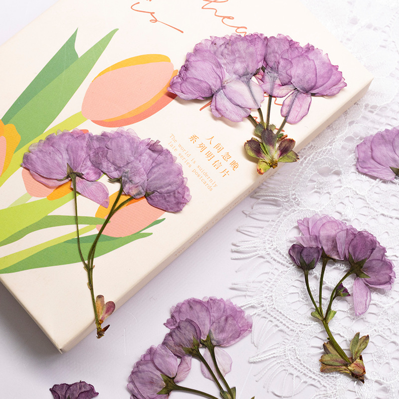 48Pcs New Product Guanshan Che - đánh giá và giá Dried Flower Bookmark