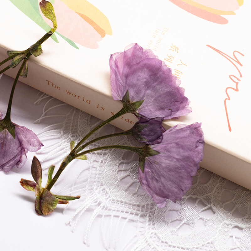 48Pcs New Product Guanshan Che - đánh giá và giá Dried Flower Bookmark