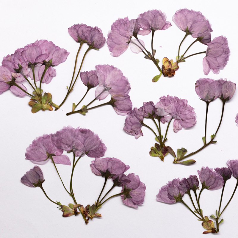 48Pcs New Product Guanshan Che - đánh giá và giá Dried Flower Bookmark