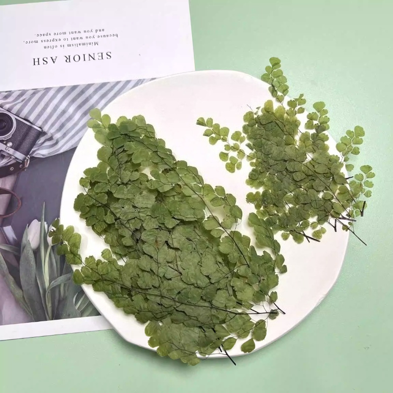 6pcs,Natue Maidenhair Fern Pre - đánh giá và giá Dried Flower Bookmark