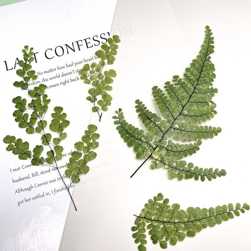 6pcs,Natue Maidenhair Fern Pre - đánh giá và giá Dried Flower Bookmark
