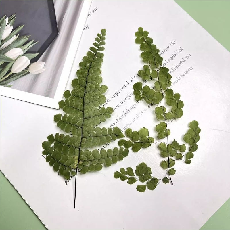 6pcs,Natue Maidenhair Fern Pre - đánh giá và giá Dried Flower Bookmark
