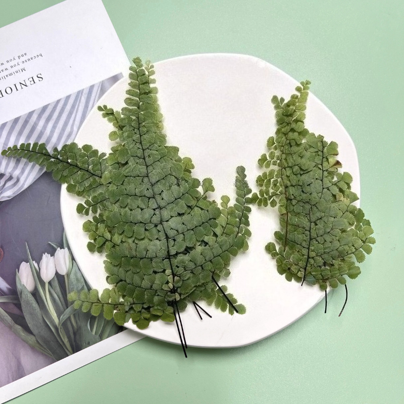 6pcs,Natue Maidenhair Fern Pre - đánh giá và giá Dried Flower Bookmark